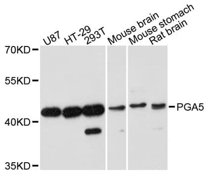 PGA5 / Pepsin A Antibody