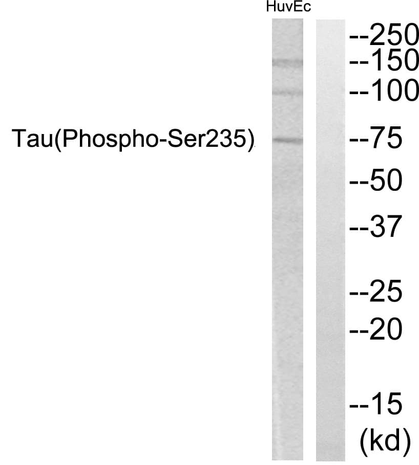 MAPT / Tau Antibody (phospho-Ser235)