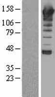 PLCB1 / Phospholipase C Beta 1 Protein (Over-Expression Lysate Myc-DDK (Flag))