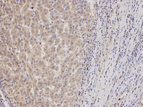 Geminin Antibody