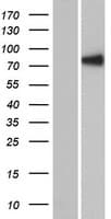 RSHL1 Protein (Over-Expression Lysate Myc-DDK (Flag))