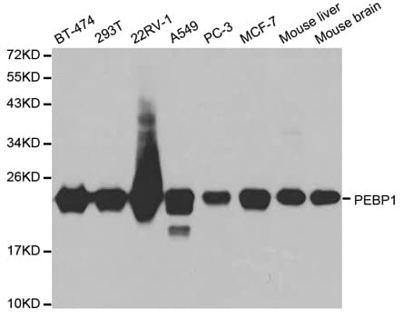 PEBP1 / RKIP Antibody