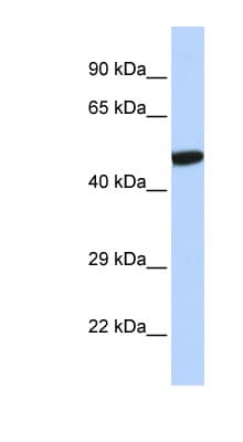NR1I2 / PXR Antibody (aa108-157)