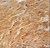 CCL21 / SLC Antibody (aa23-52)