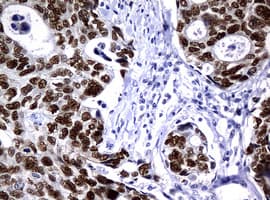 PCNA Antibody (clone OTI8C12)
