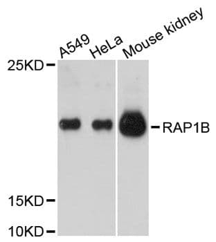 RAP1B Antibody