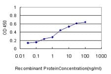 IHC-plus™ CBS Antibody (clone 3E1)