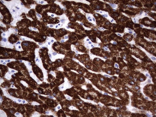HADH Antibody (aa57-314, clone UMAB151, Carrier-free)