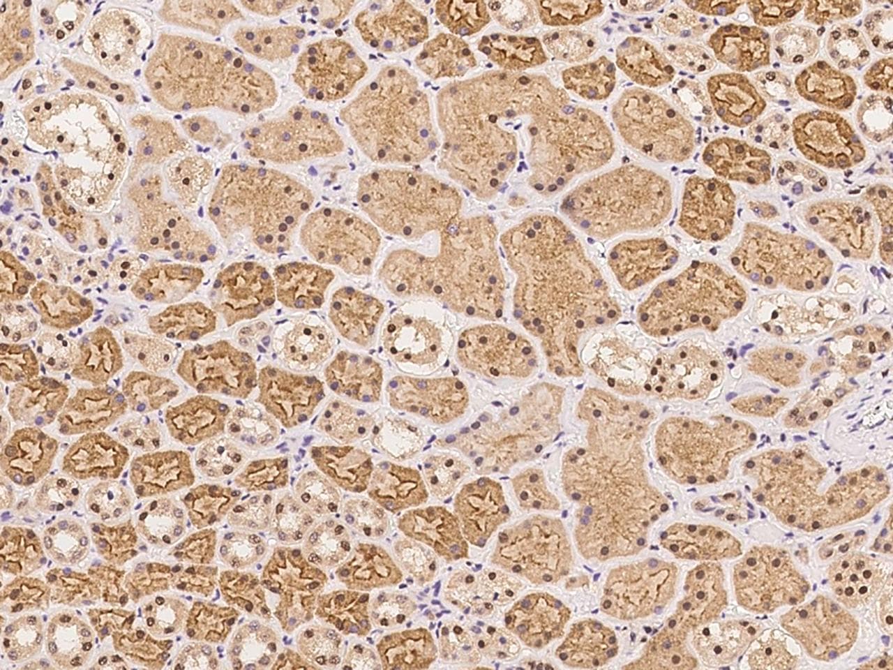 ZNF462 Antibody