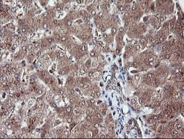 RFPL3 Antibody (clone OTI2G4)
