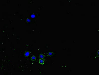 NRP2 / Neuropilin 2 Antibody