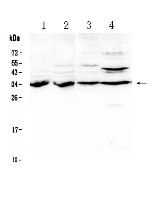 BRMS1 Antibody