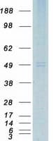 Human VPAC2 / VIPR2 Protein (Recombinant Myc-DDK (Flag))