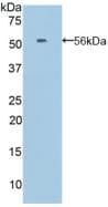EFNA4 / Ephrin A4 Antibody (aa1-206)
