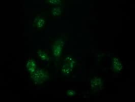 FAM127C Antibody (clone OTI2D4, Carrier-free)