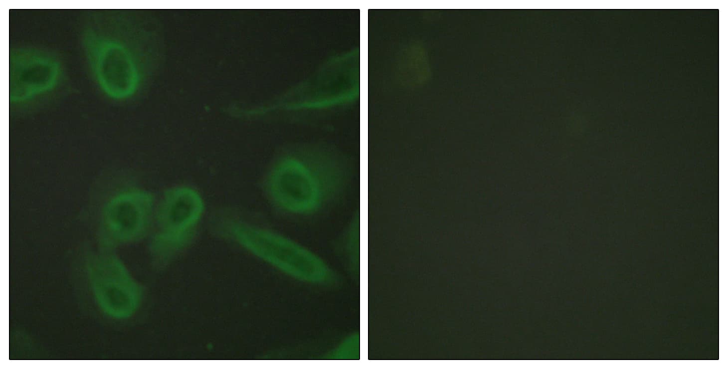 IHC-plus™ PECAM-1 / CD31 Antibody (aa686-735)