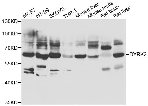 DYRK2 Antibody