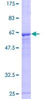 Human FBXO8 / FBX8 Protein (Recombinant GST)