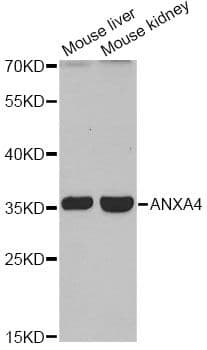 ANXA4 / Annexin IV Antibody