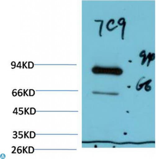 Monoclonal Mouse anti-Human Luciferase Antibody (WB)