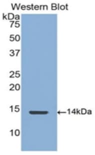 CTGF Antibody (aa248-349)