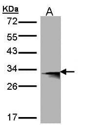 HLA-DMB Antibody (aa199-263)