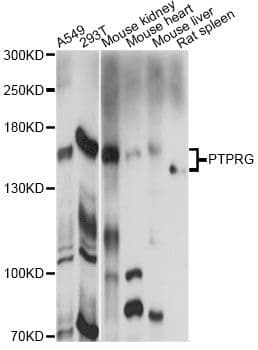 Polyclonal Rabbit anti-Human PTPRG / RPTR-Gamma Antibody (WB)