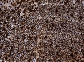 PCNA Antibody (clone OTI3F11)