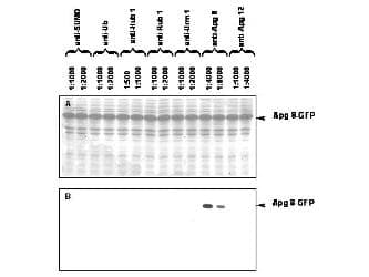 ATG8 / Autophagy 8 Antibody