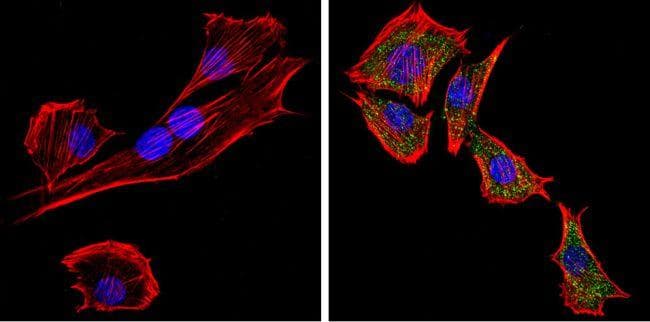 Polyclonal Goat Anti-Rabbit IgG Secondary Antibody (DY488, IHC, IF, WB)