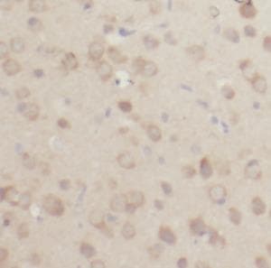FGF2 / Basic FGF Antibody