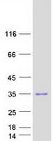 Human VSTM2A Protein (Recombinant Myc-DDK (Flag))
