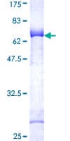 Human NEK7 Protein (Recombinant GST)