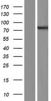 Human ARHGEF37 Protein (Over-Expression Lysate Myc-DDK (Flag))
