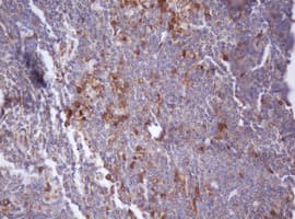 IDH1 / IDH Antibody (clone OTI3G9, Carrier-free)
