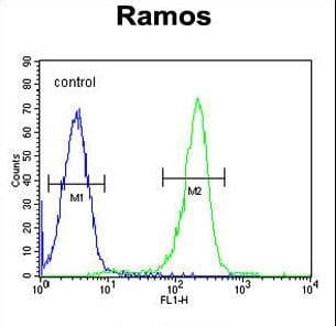 IHC-plus™ KNG1 / Kininogen / Bradykinin Antibody (aa138-166)