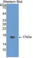 CALCA Antibody