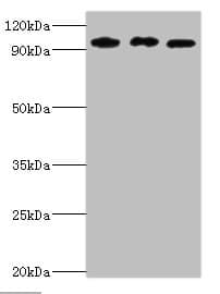 SOX6 Antibody (aa1-74)