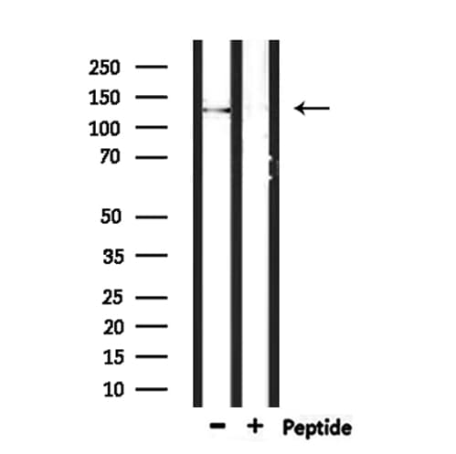 SCAF8 Antibody