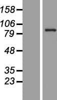 CEP83 / CCDC41 Protein (Over-Expression Lysate Myc-DDK (Flag))