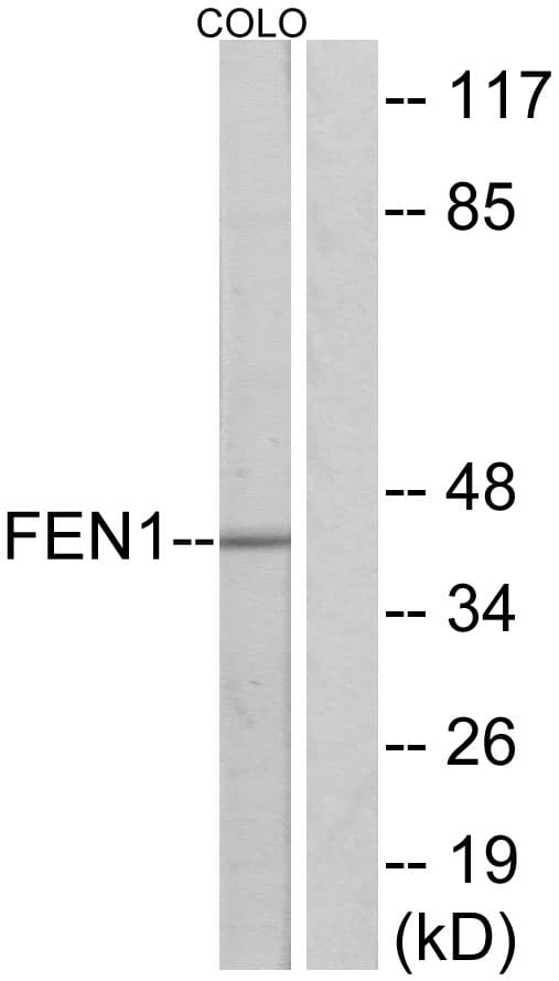 FEN1 Antibody (aa86-135)
