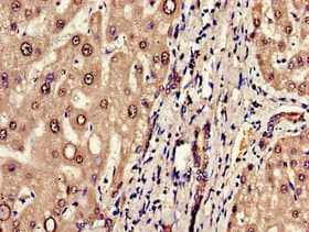 ARTS1 / ERAP1 Antibody