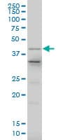 IHC-plus™ Monoclonal Mouse anti-Human LHX4 Antibody (clone 1D6, IHC, WB)