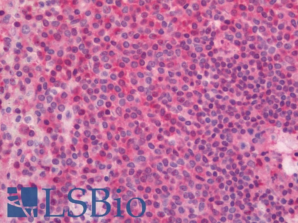 PathPlus™ PARK7 / DJ-1 Antibody (clone 3E8)