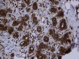 PAI-RBP1 / SERBP1 Antibody (clone OTI2E11)