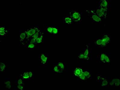 HIST1H1C Antibody