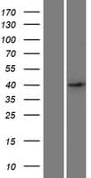 DSN1 Protein (Over-Expression Lysate Myc-DDK (Flag))