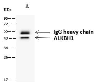 Polyclonal Rabbit anti-Human ALKBH1 / ALKB Antibody (IHC, WB)