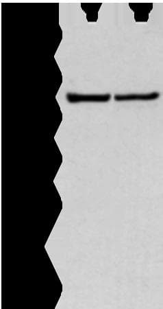 WWP1 Antibody