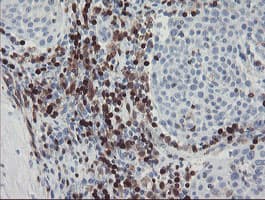 GIMAP4 Antibody (clone OTI2F9)